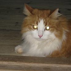 Maine Coon Maggi /u. stamtavle