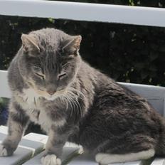 Blanding af racer Belze bub R.I.P