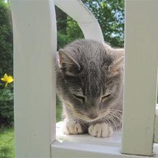 Blanding af racer Belze bub R.I.P