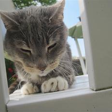 Blanding af racer Belze bub R.I.P