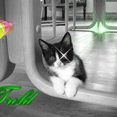 Blanding af racer Trold 