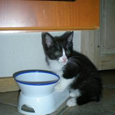 Blanding af racer Trold 