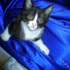 Blanding af racer Trold 