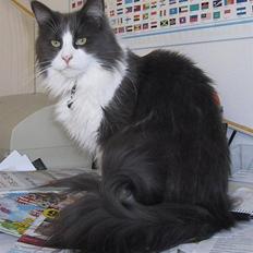 Maine Coon Cirkeline