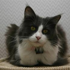 Maine Coon Cirkeline