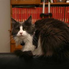 Maine Coon Cirkeline