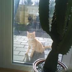 Blanding af racer Spicey Salsa R.I.P ;'/