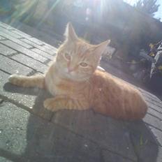 Blanding af racer Spicey Salsa R.I.P ;'/