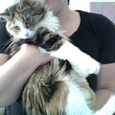 Norsk Skovkat Esther