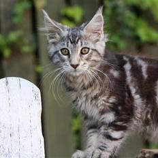 Maine Coon Maximus R.I.P.