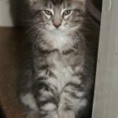 Maine Coon Maximus R.I.P.