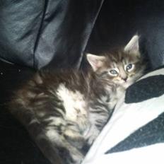 Maine Coon Maximus R.I.P.