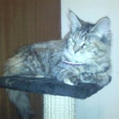 Maine Coon Lulu