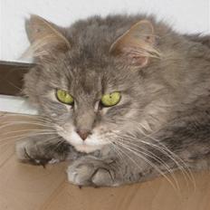 Maine Coon Frøik's Blue Bell