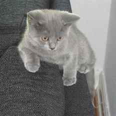 British Shorthair Batman
