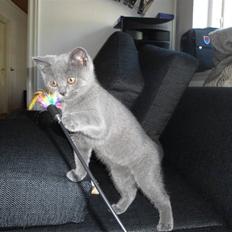 British Shorthair Batman
