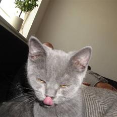 British Shorthair Batman