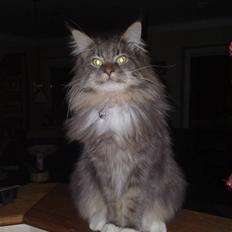 Maine Coon Baku