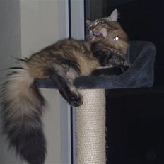 Maine Coon SOLGT Cleopetra