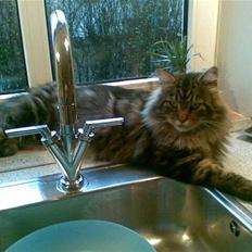 Maine Coon SOLGT Cleopetra