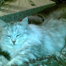 Maine Coon SOLGT Cleopetra