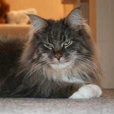 Maine Coon Baku