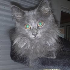 Maine Coon Mini