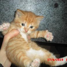 Blanding af racer Garfield<3 R.I.P