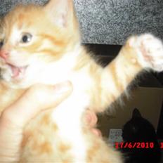 Blanding af racer Garfield<3 R.I.P