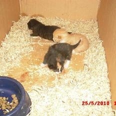 Blanding af racer Garfield<3 R.I.P