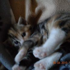 Huskat Tingemis(R.I.P)