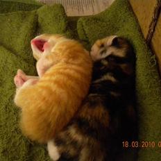 Huskat Tingemis(R.I.P)