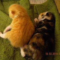 Huskat Tingemis(R.I.P)