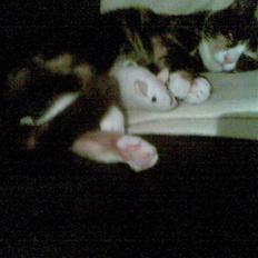 Huskat Kiki aflivet!!