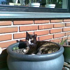 Huskat Kiki aflivet!!