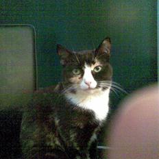 Huskat Kiki aflivet!!