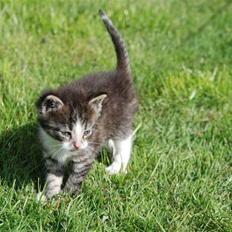 Huskat Hegnsholts Fluffy <3