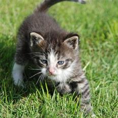 Huskat Hegnsholts Fluffy <3