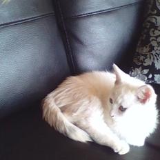 Blanding af racer Nala