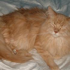 Maine Coon Mads