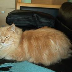 Maine Coon Mads