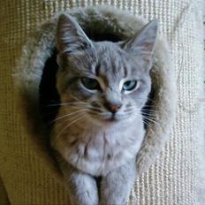 Huskat Fie <3 BORT LØBET