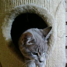 Huskat Fie <3 BORT LØBET