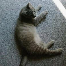 Huskat Fie <3 BORT LØBET