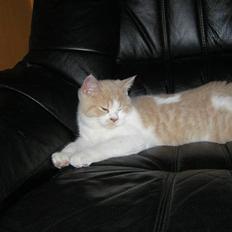 British Shorthair Master Fatman