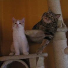 British Shorthair Master Fatman