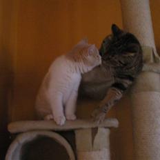 British Shorthair Master Fatman