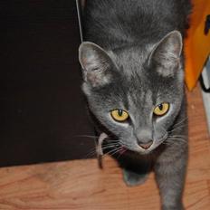 Blanding af racer Masedes