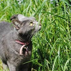 Blanding af racer Masedes