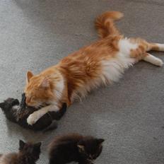 Maine Coon Rasmus Klump